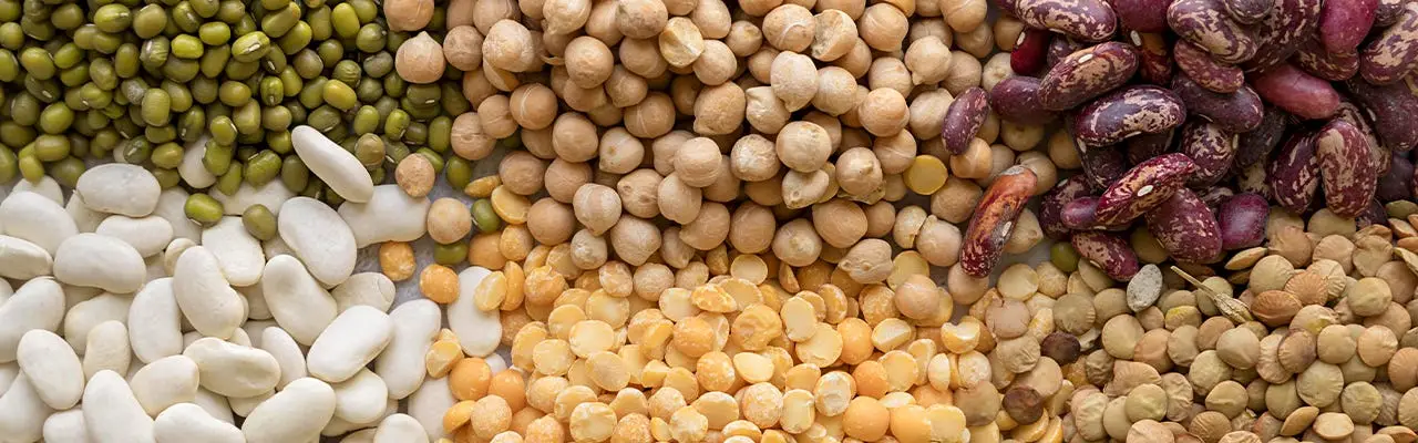 Photo d'illustration - Pois secs et lentilles, des cultures mineures enrichissent notre alimentation en protéines