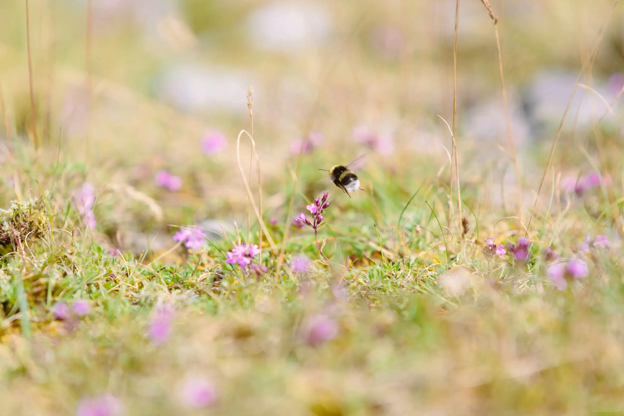 les abeilles sont importantes pour la pollinisation