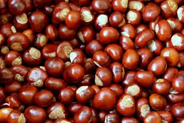 chestnuts-45002091920.webp