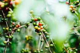 gerson-cifuentes-w1vqcpcnshk-unsplash.webp
