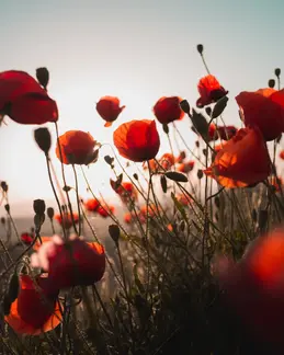 milos-tonchevski-zvhklqwwm8-unsplash.webp