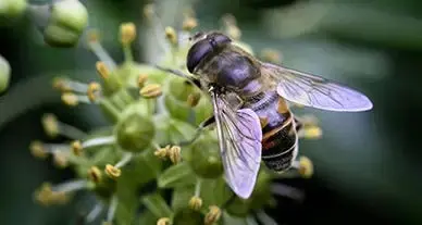 On veut de la biodiversité