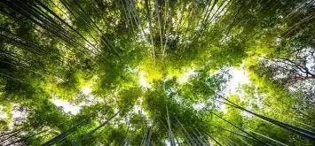 Estelle Zhong Mengual : L'art au secours de l'écologie