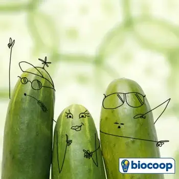 Le légume du mois de juin : le concombre