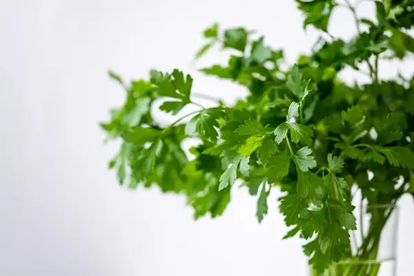 Lorem ipsum dolor sit amet, consectetur adipiscing elit.